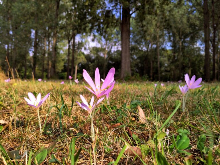 Herfsttijloos, De Plateaux