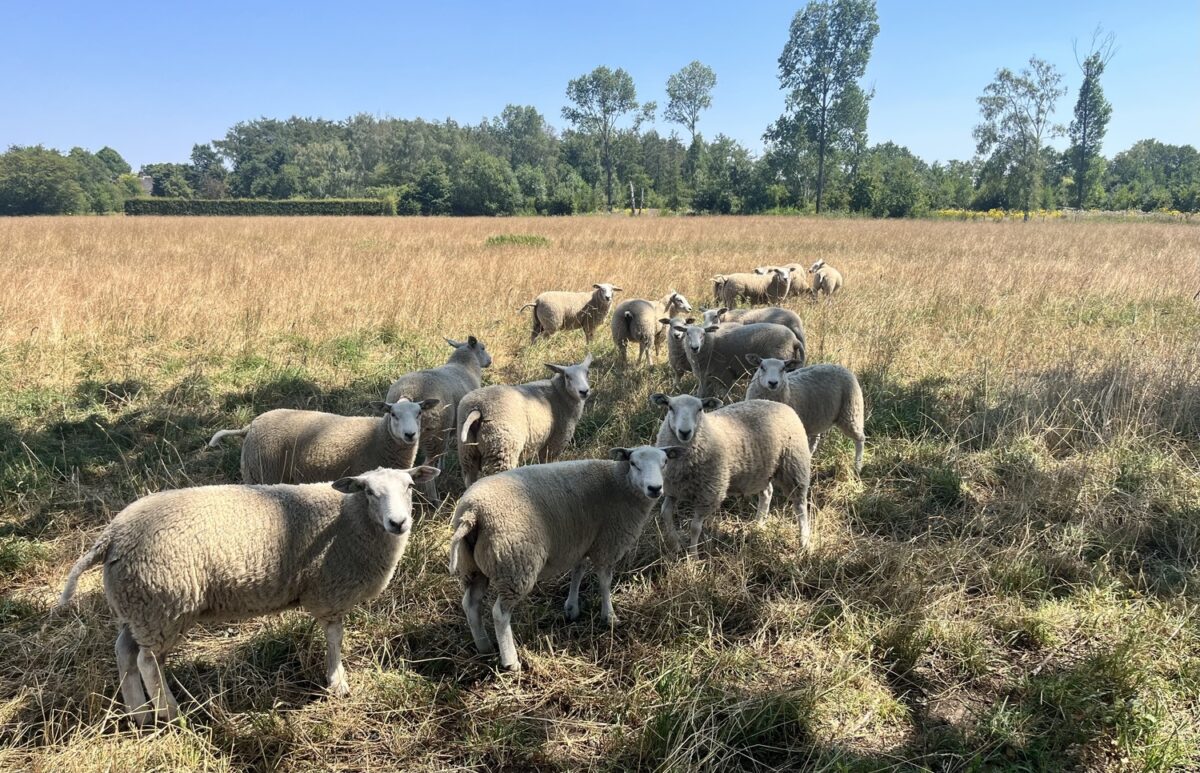 Schapen van Dirk Tegenbosch op landgoed Rustenburg, Valkenswaard - afbeelding vergroten